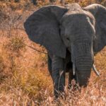 Big Bus South Africa: A Hop-On Hop-Off Adventure Through Cape Town and Johannesburg