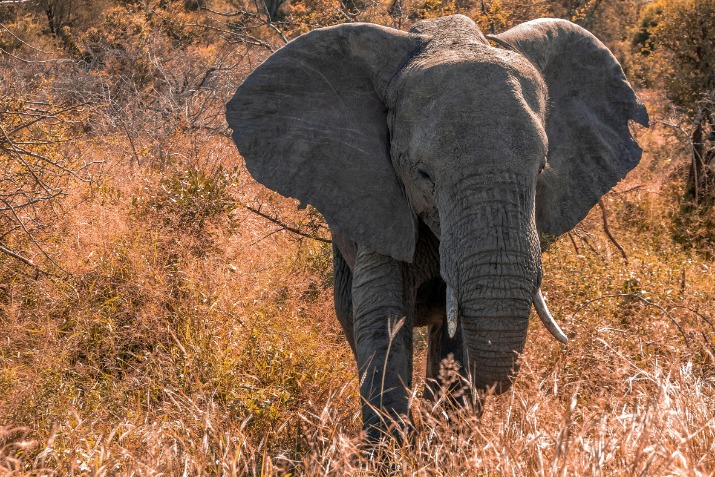 Big Bus South Africa: A Hop-On Hop-Off Adventure Through Cape Town and Johannesburg