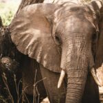 Bus Tickets from South Africa to Zimbabwe: A Practical Guide for Cross-Border Travel