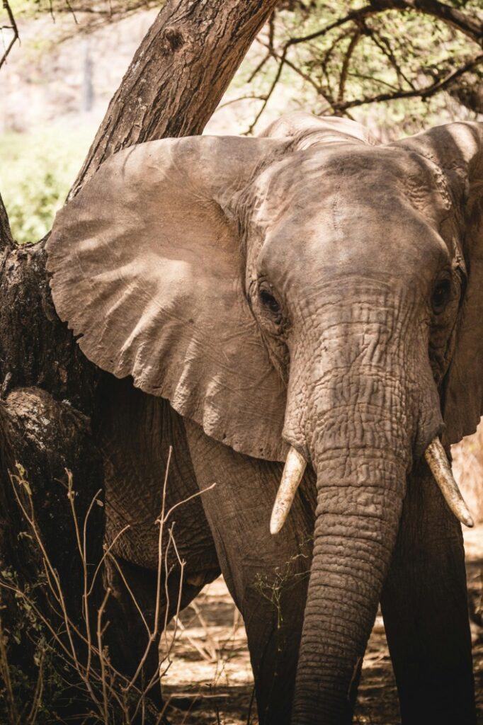 Bus Tickets from South Africa to Zimbabwe: A Practical Guide for Cross-Border Travel