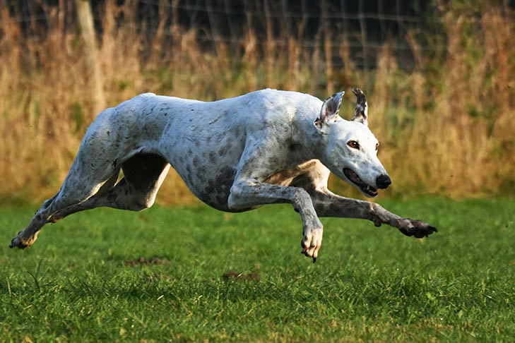 Greyhound South Africa Bus Routes: A Comprehensive Traveler’s Guide